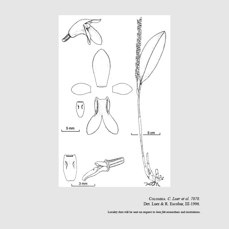 Stelis bucaramangae